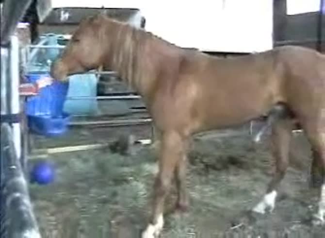 Video :Big horse dick got filmed in zoophilia porn
